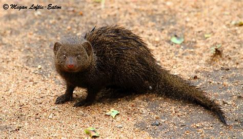 The African mammal atlas - Africa Geographic