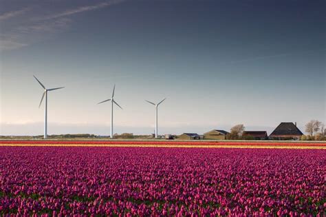 Premium Photo | Beautiful rural dutch farmland with tulips