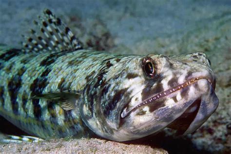 Learn about the Lizardfish (Synodontidae) - Ocean Info