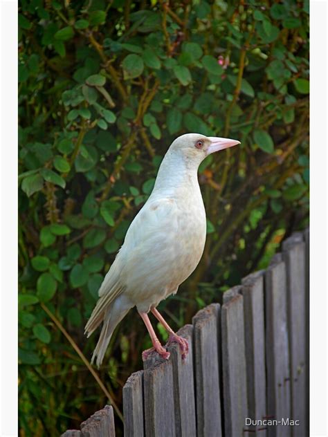 "Australian Albino Magpie" Sticker for Sale by Duncan-Mac | Redbubble