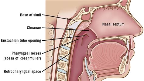 Nasopharyngeal Cancer ‣ Anatomy