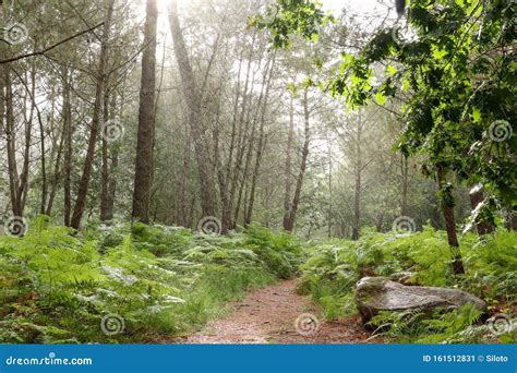 Rainy day in the forest stock image. Image of foliage - 161512831