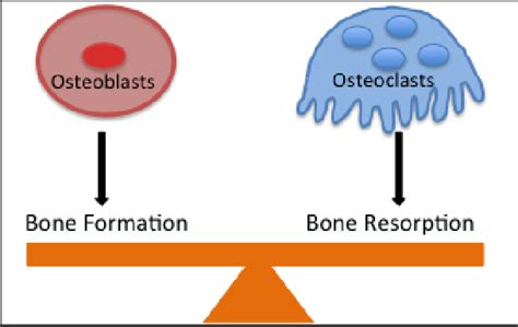 Figure 1 from Osteoclast Differentiation and Bone Disease : The RANKL ...