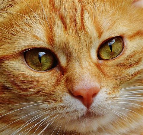 Free photo: Cat, Face, Close, View, Eyes - Free Image on Pixabay - 1334970