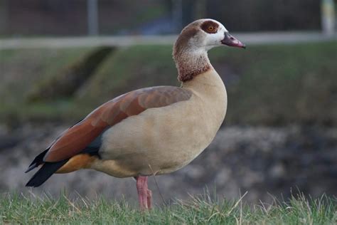 7 Types Of Geese In Kansas (Photo And ID Guide)