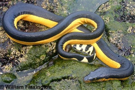 Amazing Facts about Sea Snakes