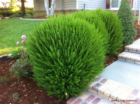 Creative Landscape Ideas with Big Impact | Shrubs for landscaping ...