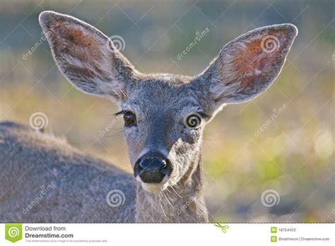 White-tailed Deer fawn stock image. Image of american - 18754453