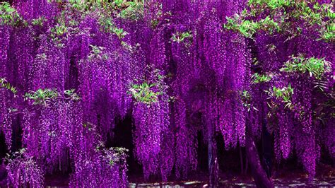 Japanese Wisteria iPhone Wallpapers - Top Free Japanese Wisteria iPhone Backgrounds ...