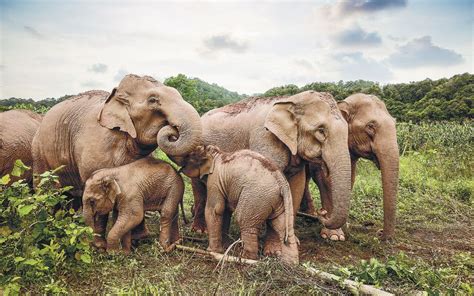 Long-term plan to protect Yunnan's Asian elephant population