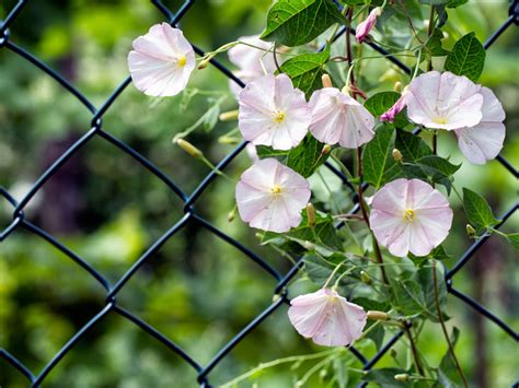 Field bindweed - New York Plants HQ