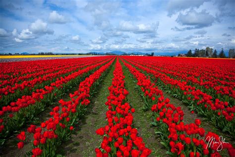 Skagit Valley Tulip Festival | Skagit Valley, Washington | Mickey Shannon Photography