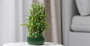 lucky bamboo - Google Search | Coffee table plants, Growing plants indoors, Cool coffee tables
