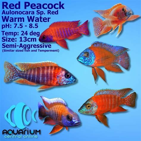 Red Peacock Cichlid 5cm (Imported) - Aquarium Central