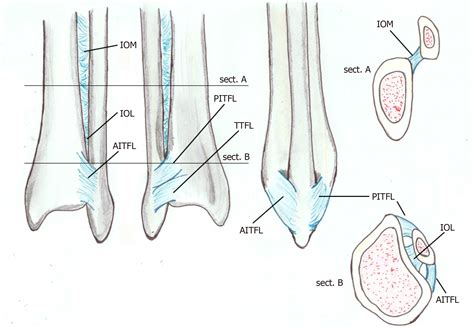 Distal Tibiofibular Joint