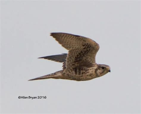 Prairie Falcon | VisitingNature