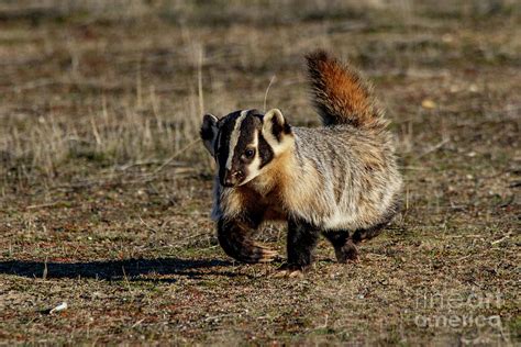 9906 American Badger Photograph by Craig Corwin - Fine Art America