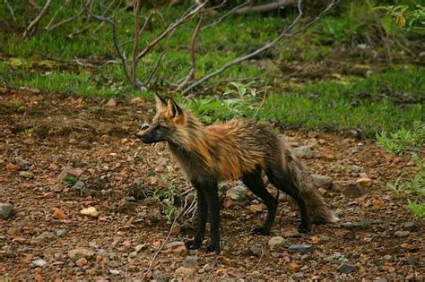 Red Fox Adaptations | How They Survive - How They Survive - All Things Foxes