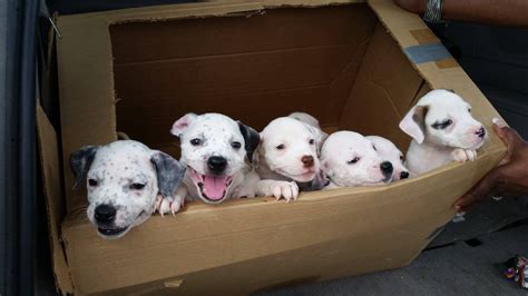 A box of happy puppies. : r/aww