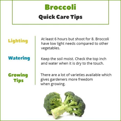 Growing Broccoli Indoors - How To Get Started | The Indoor Gardens