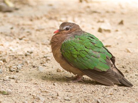 Emerald Dove (Chalcophaps indica)