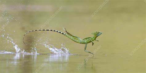 Double-crested basilisk running across water surface - Stock Image ...