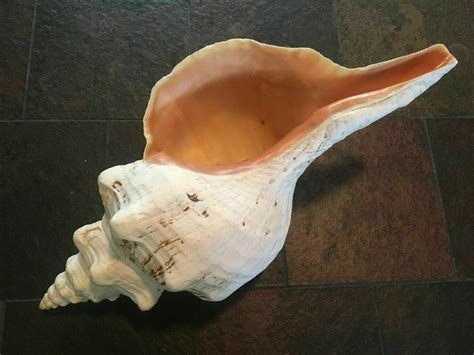 450mm Triplofusus giganteus W/O Florida Horse Conch 17 3/4 inches | eBay | Florida, Horses, Conch