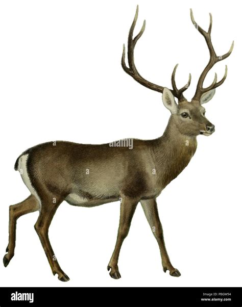 Hangul deer Cut Out Stock Images & Pictures - Alamy