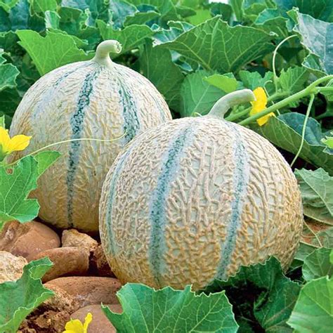 Charentais Heirloom Melon Seeds | Terroir Seeds