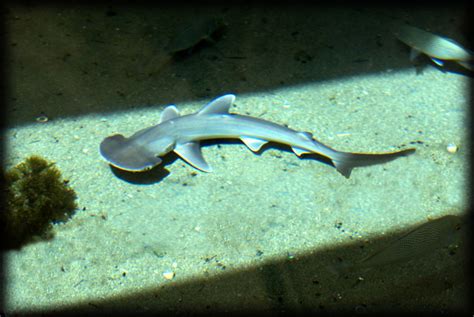 Bonnethead Shark | The kids (both large and small!) love thi… | Jeff Scribner | Flickr