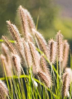 Pennisetum - planting, pruning, and care