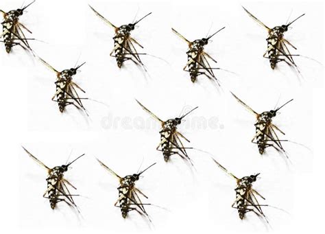 The Type of Mosquito that Bites Causes Dengue Fever. Stock Image ...