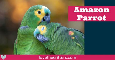 Amazon Parrot - Love The Critters