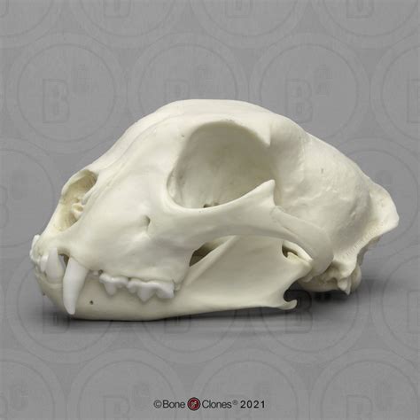 Cheetah Skull, Male - Bone Clones - Osteological Reproductions