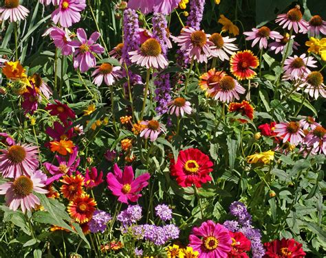 Monarch Butterfly Garden Seed Mix | Holland Wildflower Farm