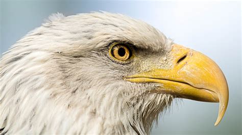 Foto Adler Vogel Schnabel Kopf Tiere