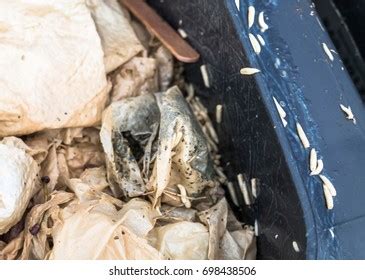 605 Maggots On Meat Images, Stock Photos & Vectors | Shutterstock