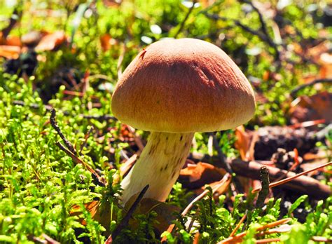 Beautiful Mushroom Free Stock Photo - Public Domain Pictures