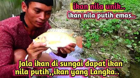 Jala ikan di sungai dapat ikan nila putih - YouTube