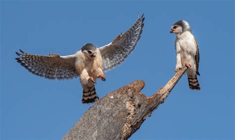 Pygmy Falcon - Owen Deutsch Photography