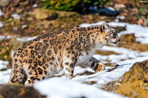 snow leopard, snow - For desktop wallpapers: 2560x1706