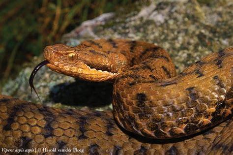 Mascotas y Afines: PICADURAS DE REPTILES