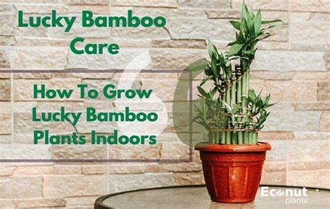 lucky bamboo plant Archives - Econut Plants