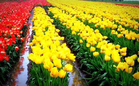 tulip festival | Festivals around the world, Tulip festival, Festival