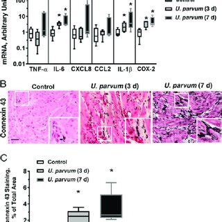 Intra-amniotic Ureaplasma parvum infection decreased fetal regulatory T... | Download Scientific ...