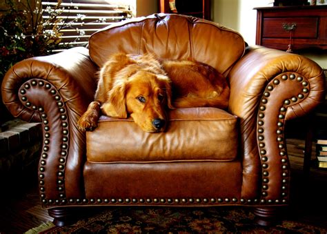 Adult Red Retriever Lying on Armchairs · Free Stock Photo