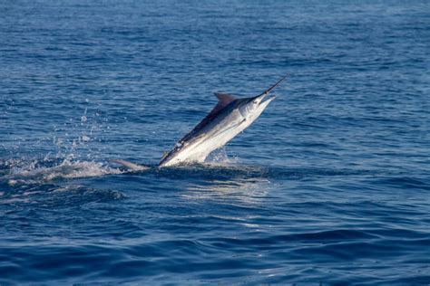 Fastest Sea Animals in the Ocean Ranked