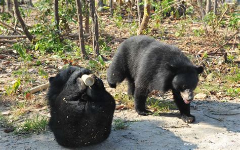 The sun bears at Cambodia Bear Sanctuary in Phnom Penh - Phnom Penh ...