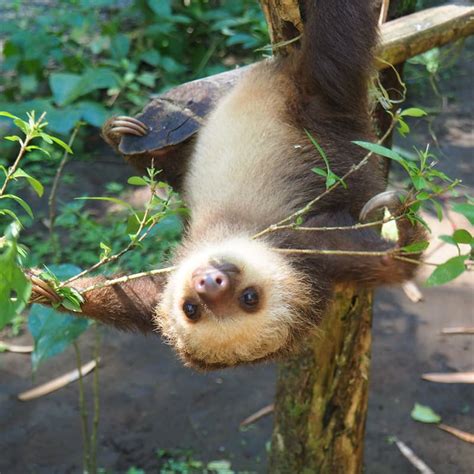 5 odd and amazing facts about sloths These unusual animals are famous