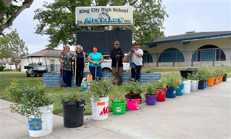 Roses transplanted to make way for new King City High School electronic sign - The King City ...